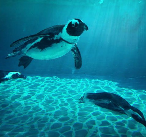 Riapre Zoomarine, novità della nuova stagione i Pinguini Africani