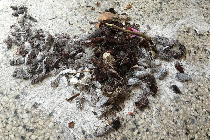 Viale Carturan a Latina infestato dagli scarafaggi, la segnalazione di una residente disperata – FOTO