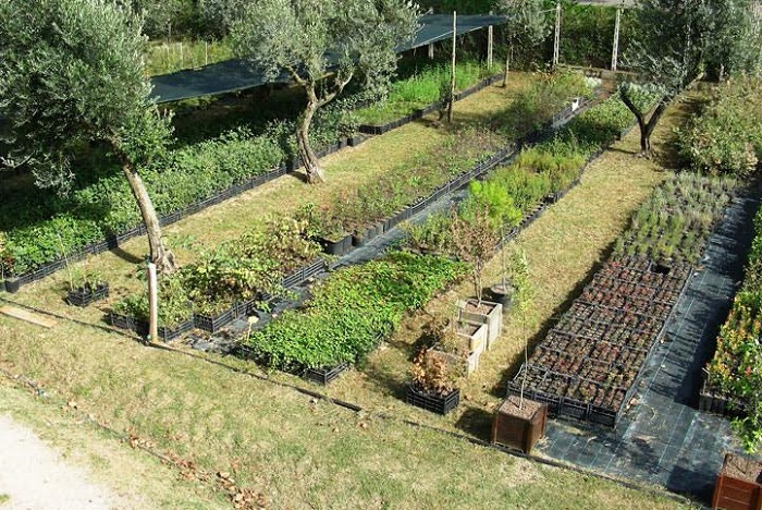 Parco regionale degli Aurunci, al via il progetto pilota per un uliveto di cultivar itrana