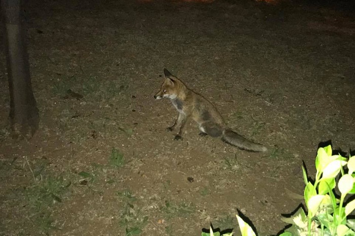 Sperlonga, una volpe a passeggio nella notte non teme i “fotografi”