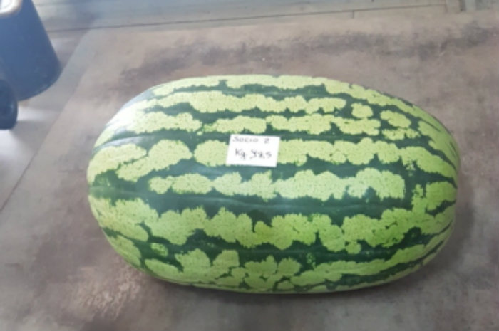 cocomero 98,5 kg