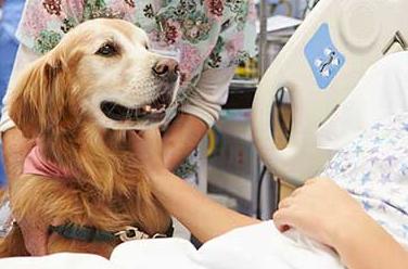 Gli ospedali del Lazio aprono le porte a cani e gatti