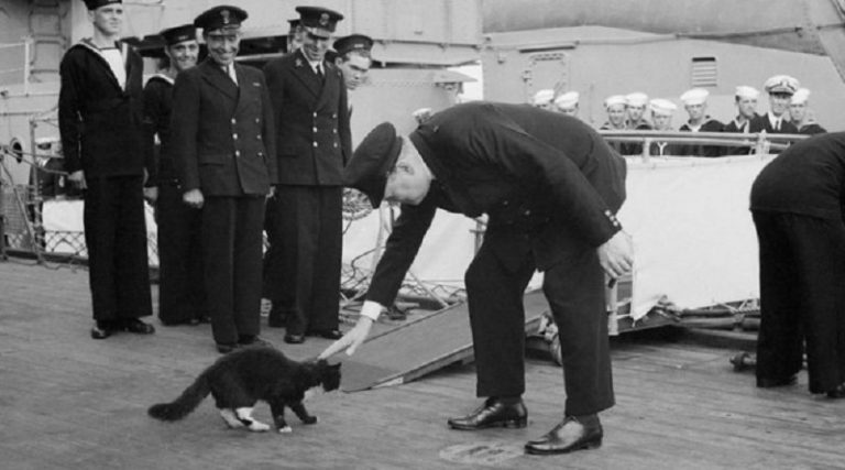 Oggi è la festa dei gatti, un grazie ai miei mici
