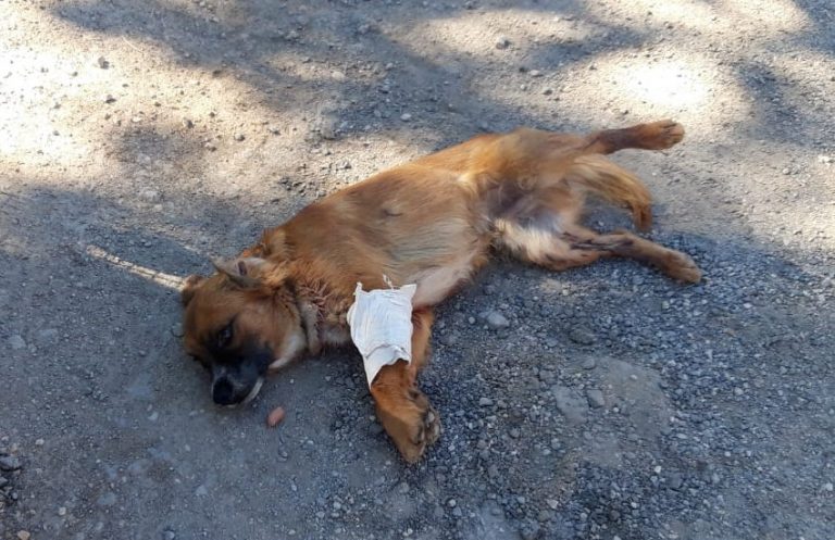 Spari contro un cagnolino a Sezze; l’animale è in fin di vita