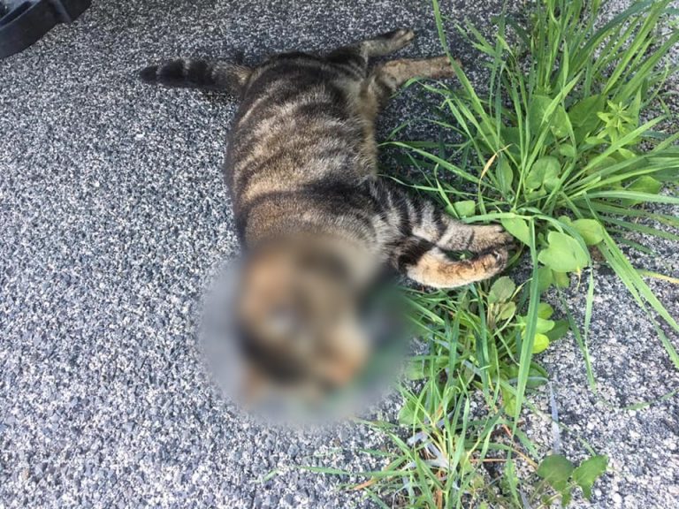 Gattino di pochi mesi torturato ed ucciso di botte in via Volsini. Durissima reazione dell’Enpa Latina
