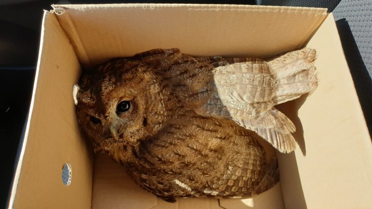 Sabaudia, recuperato dai volontari della Anc un rapace in difficoltà