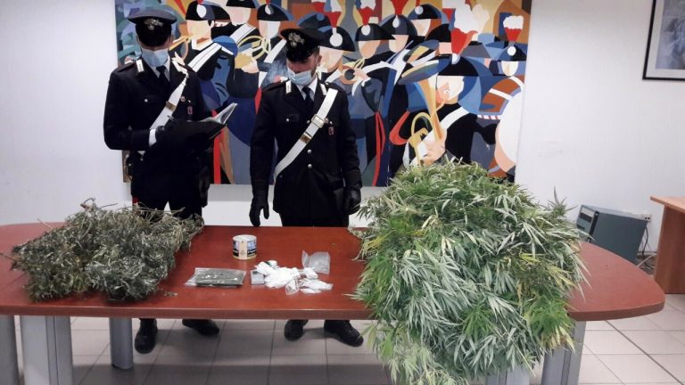 550 piante di Marijuana sequestrate dai carabinieri di Aprilia