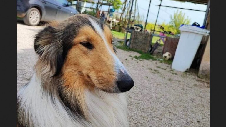 Cane rubato in provincia di Latina: grossa ricompensa per chi aiuterà a ritrovarlo