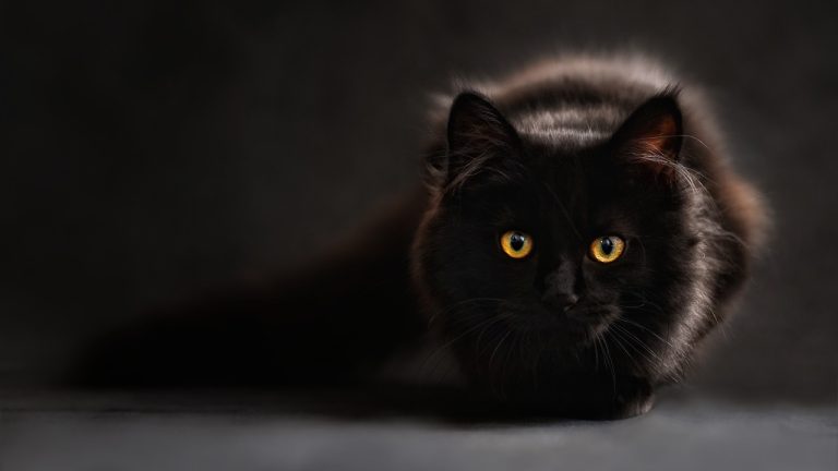 Gatto ucciso a Latina, indagati un anziano e il figlio: scoperti da associazioni animaliste