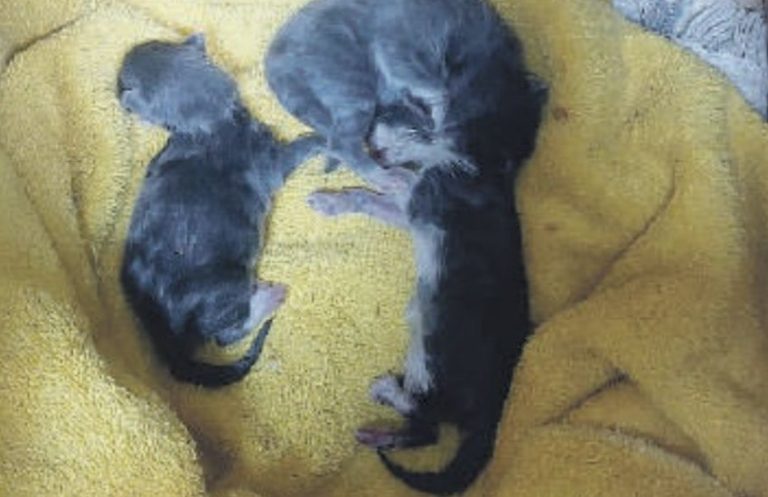 Cucciolata di gattini gettata tra i rifiuti, se ne salva solo uno. Il macabro ritrovamento