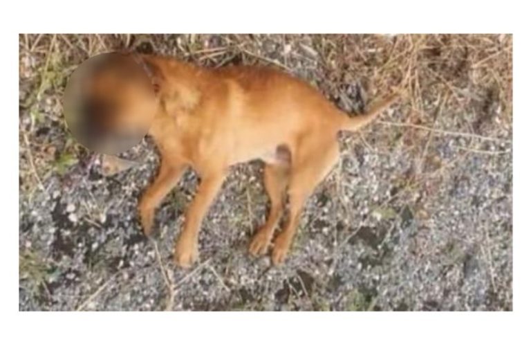 Orrore lungo la Pontina: cane lanciato da un’auto in corsa…