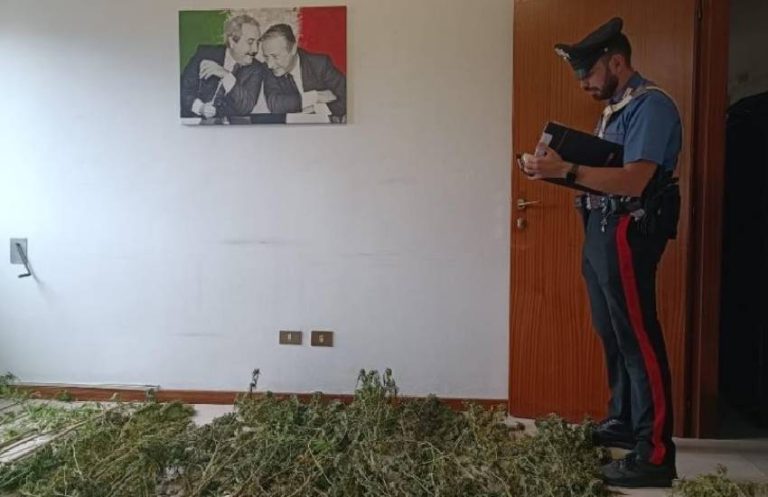 Coltivazione di marijuana scoperta a Santi Cosma e Damiano, arrestato un 44enne