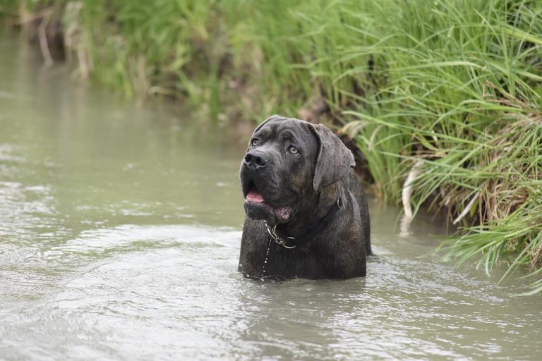 Terracina: aggredito dal suo cane in giardino, tenta di scappare ma viene sbranato. E’ grave