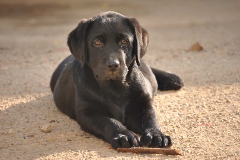 Pontinia, orrore nella notte: labrador ucciso a colpi di fucile lungo la Migliara 49