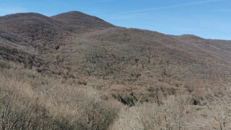 Escursione nella Faggeta delle Cisternole: il 30 novembre iniziativa gratuita del Parco dei Monti Aurunci