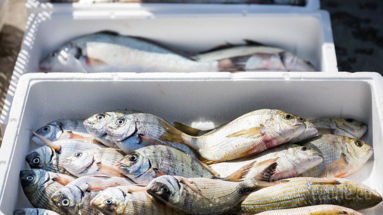 Terracina celebra il mare con il “Festival del Pescato Locale – Terracina blue”