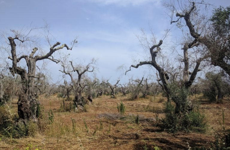 Xylella, dalla Regione Lazio fondi per le aziende costrette agli abbattimenti: contributi fino a 50mila euro
