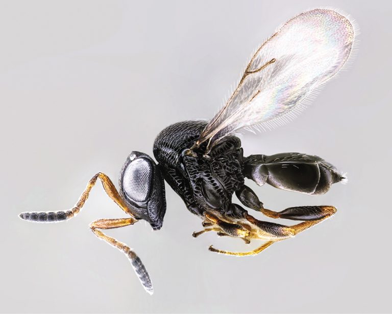 Cimice asiatica, nel Lazio al via i lanci della vespa samurai: prosegue il piano regionale di difesa biologica